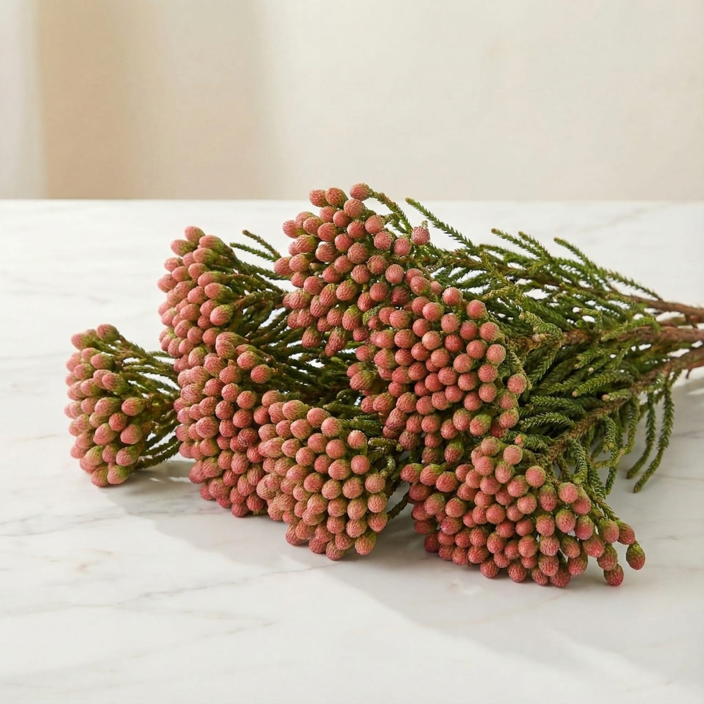 WhatsApp Image 2025-12-19 at 11.02.33 PM (1).jpeg