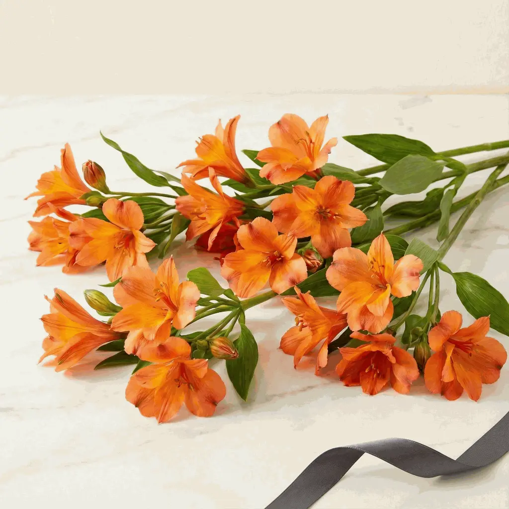 ALSTROMERIA_orange2.webp