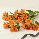 ALSTROMERIA_orange2.webp