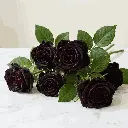 black_rose2.webp