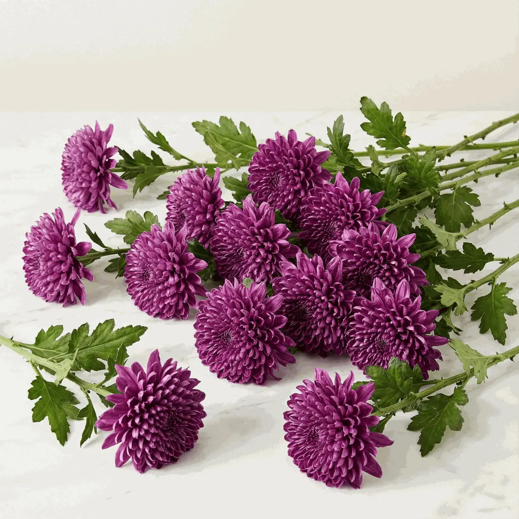 CHRYSANTHEMUM كريس