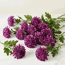 CHRYSANTHEMUM purple1.webp