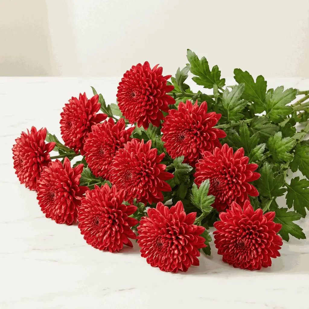 CHRYSANTHEMUM red1.webp