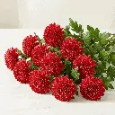 CHRYSANTHEMUM red1.webp