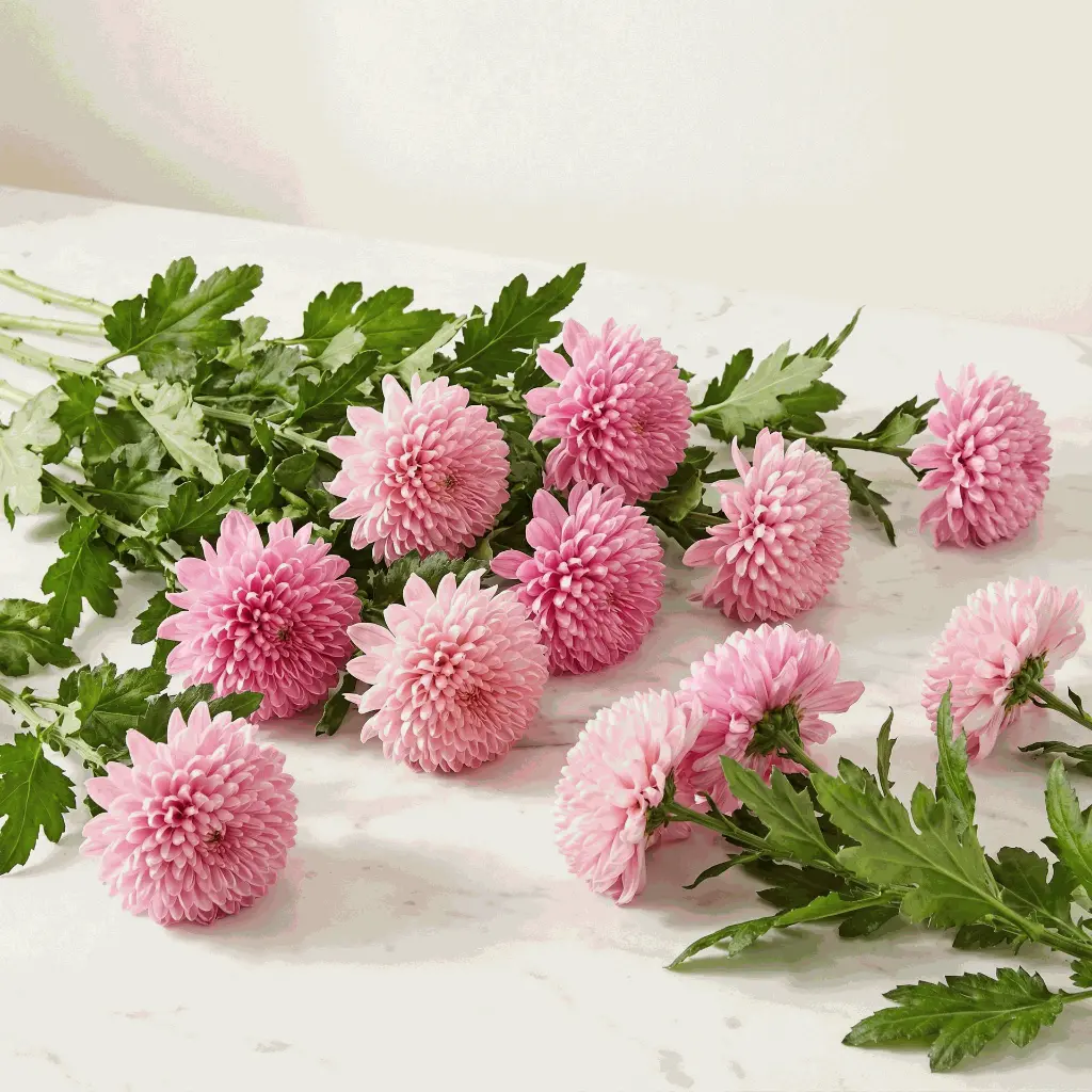 CHRYSANTHEMUM كريس