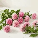 CHRYSANTHEMUM pink1.webp