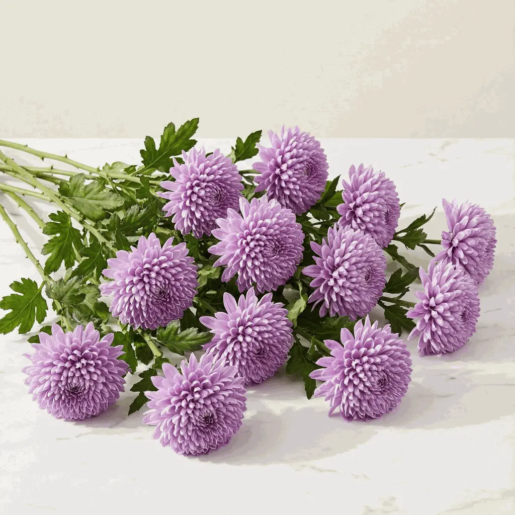 CHRYSANTHEMUM violet1.webp