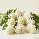 CHRYSANTHEMUM off white1.webp
