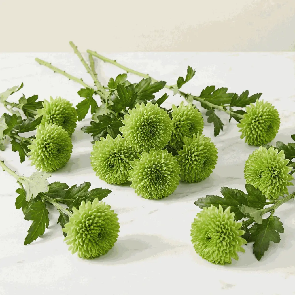 CHRYSANTHEMUM green1.webp