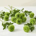 CHRYSANTHEMUM green1.webp