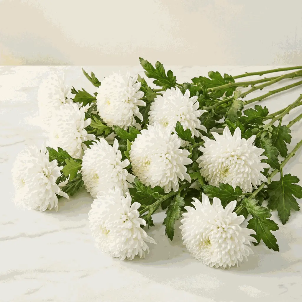 CHRYSANTHEMUM white1.webp