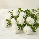 CHRYSANTHEMUM white1.webp