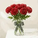 CHRYSANTHEMUM red.webp