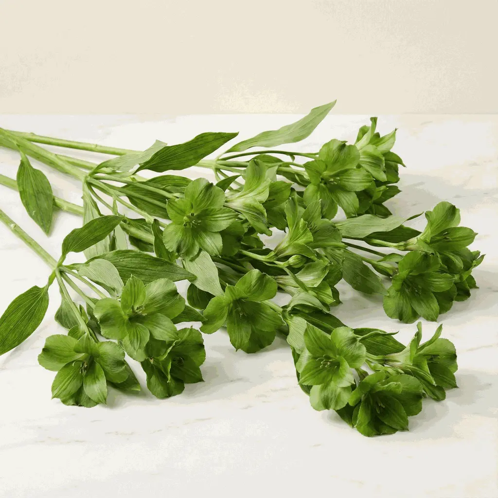 ALSTROMERIA_green2.webp