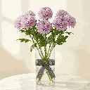 CHRYSANTHEMUM violet.webp