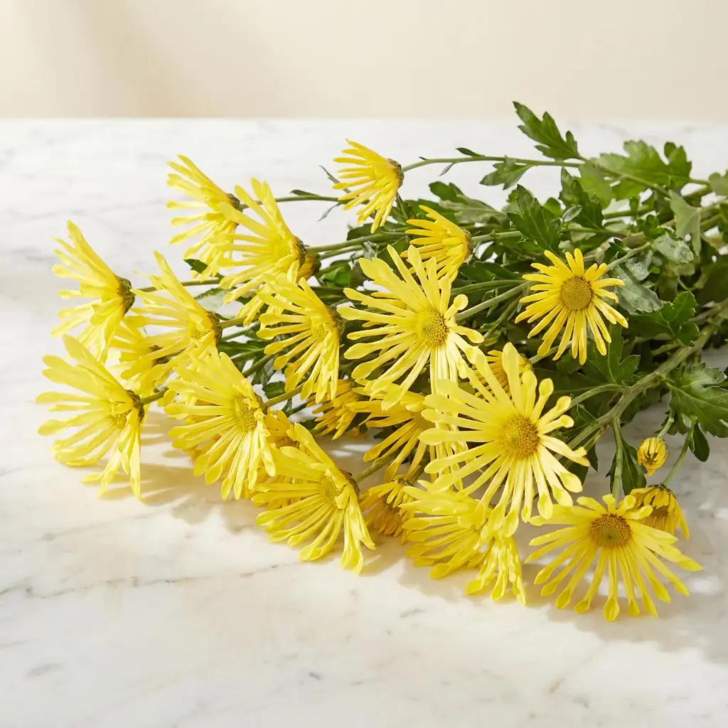 CHRYSANTHEMUM SANTINI Yellow1.webp
