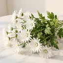 CHRYSANTHEMUM SANTINI WHite 1.webp