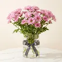 CHRYSANTHEMUM SANTINI Pink1.webp