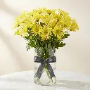 CHRYSANTHEMUM SANTINI Yellow.webp