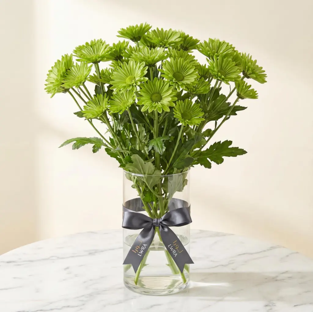 CHRYSANTHEMUM SANTINI Green.webp