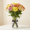 CHRYSANTHEMUM SANTINI Mix.webp