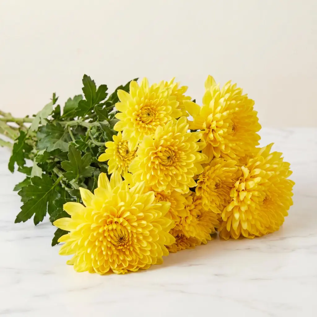 CHRYSANTHEMUM DECO Yellow 1.webp