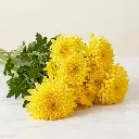 CHRYSANTHEMUM DECO Yellow 1.webp