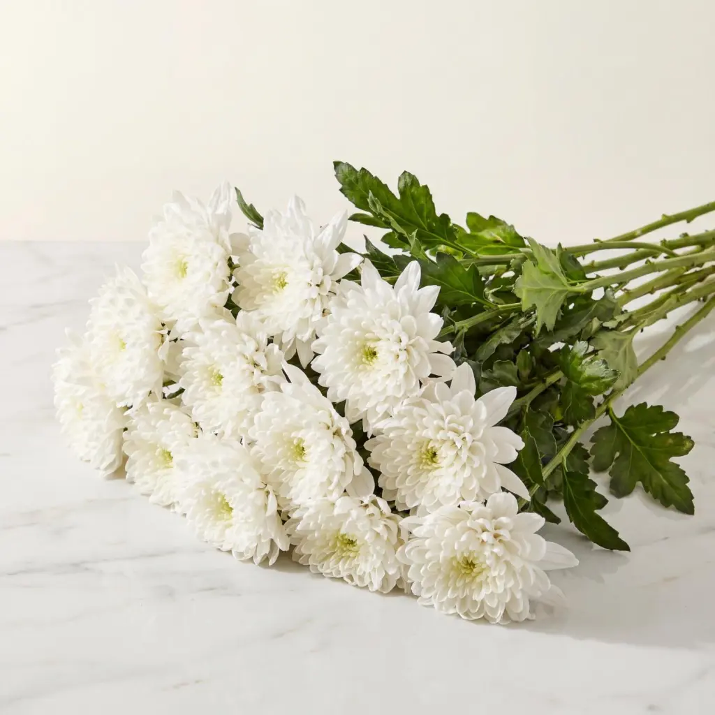 CHRYSANTHEMUM DECO White.webp