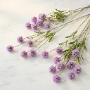 CRASPEDIA Purple2.webp