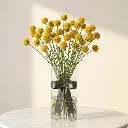 CRASPEDIA GOlden.webp