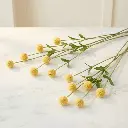 CRASPEDIA Yellow.webp