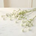 CRASPEDIA WHite 1.webp