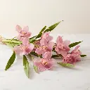 CYMBIDIUM Pink1.webp