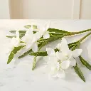 CYMBIDIUM White1.webp