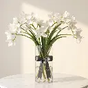 CYMBIDIUM White.webp