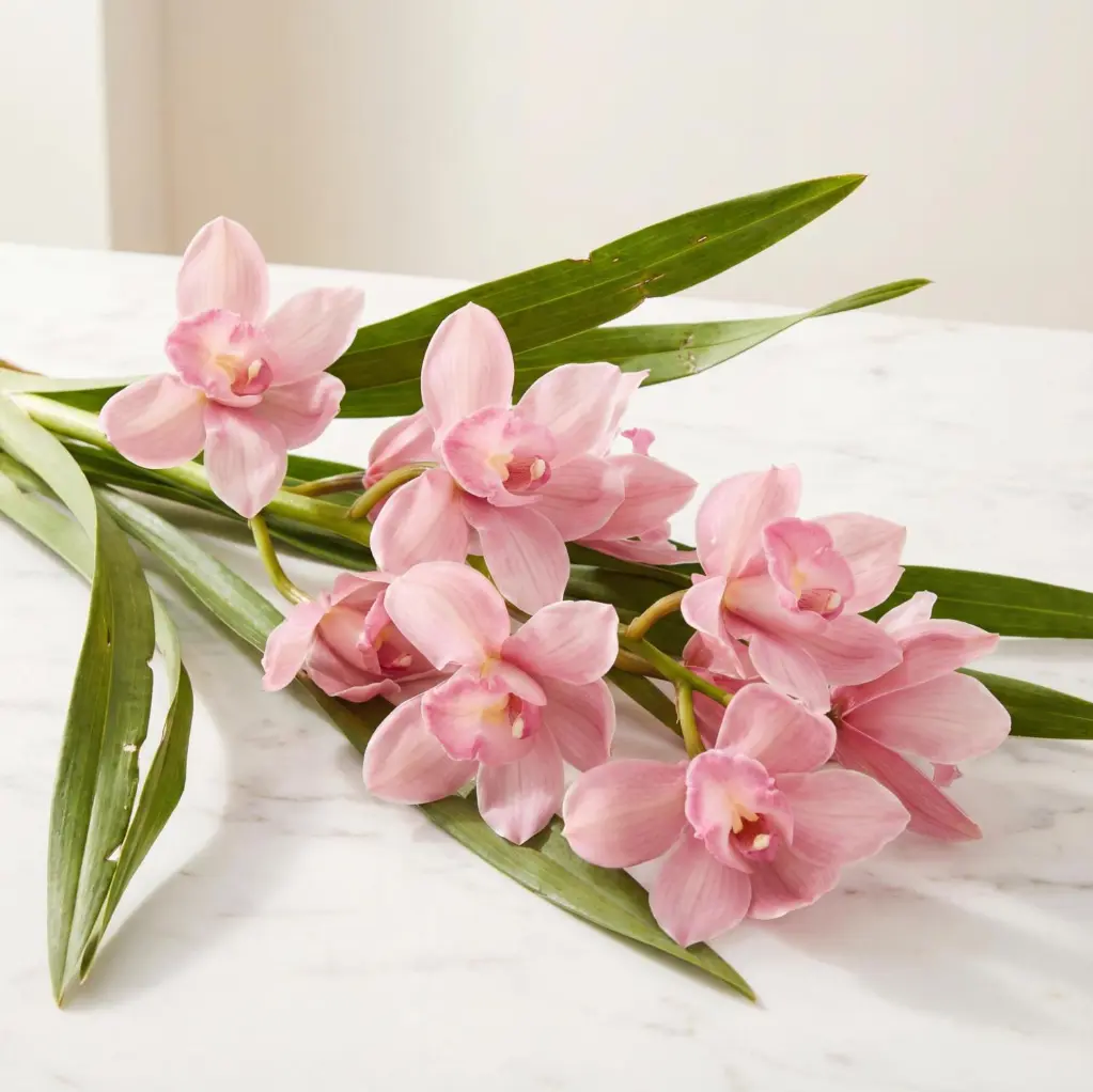 DELPHINIUM Pink1.webp