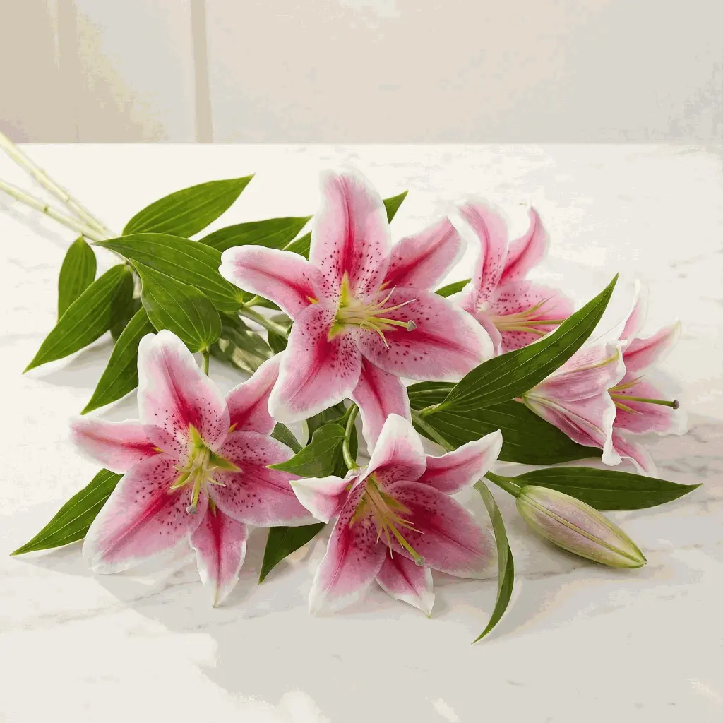 ASIATIC LILIES ليليوم