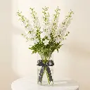 DELPHINIUM White.webp