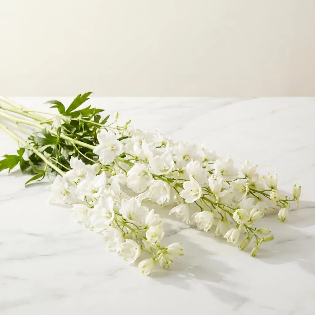 DELPHINIUM دلفينيوم