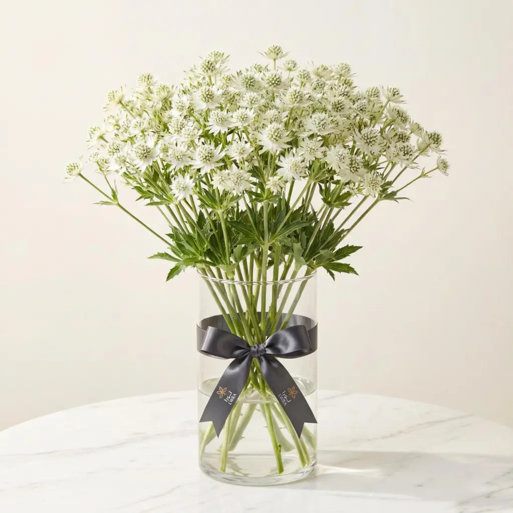 ERYNGIUM