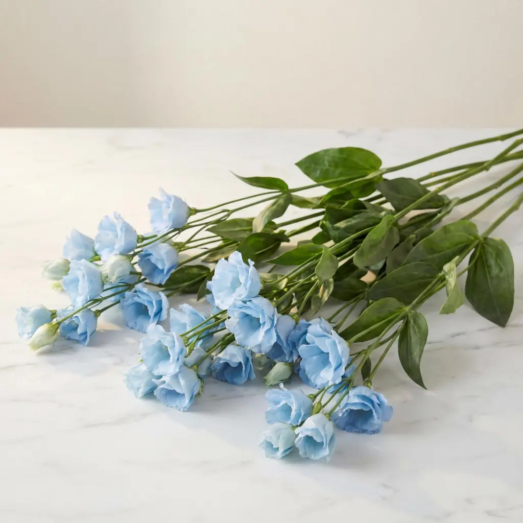 EUCALYPTUS Baby Blue 1.webp