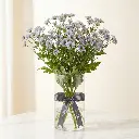 EUCALYPTUS CINEREA.webp