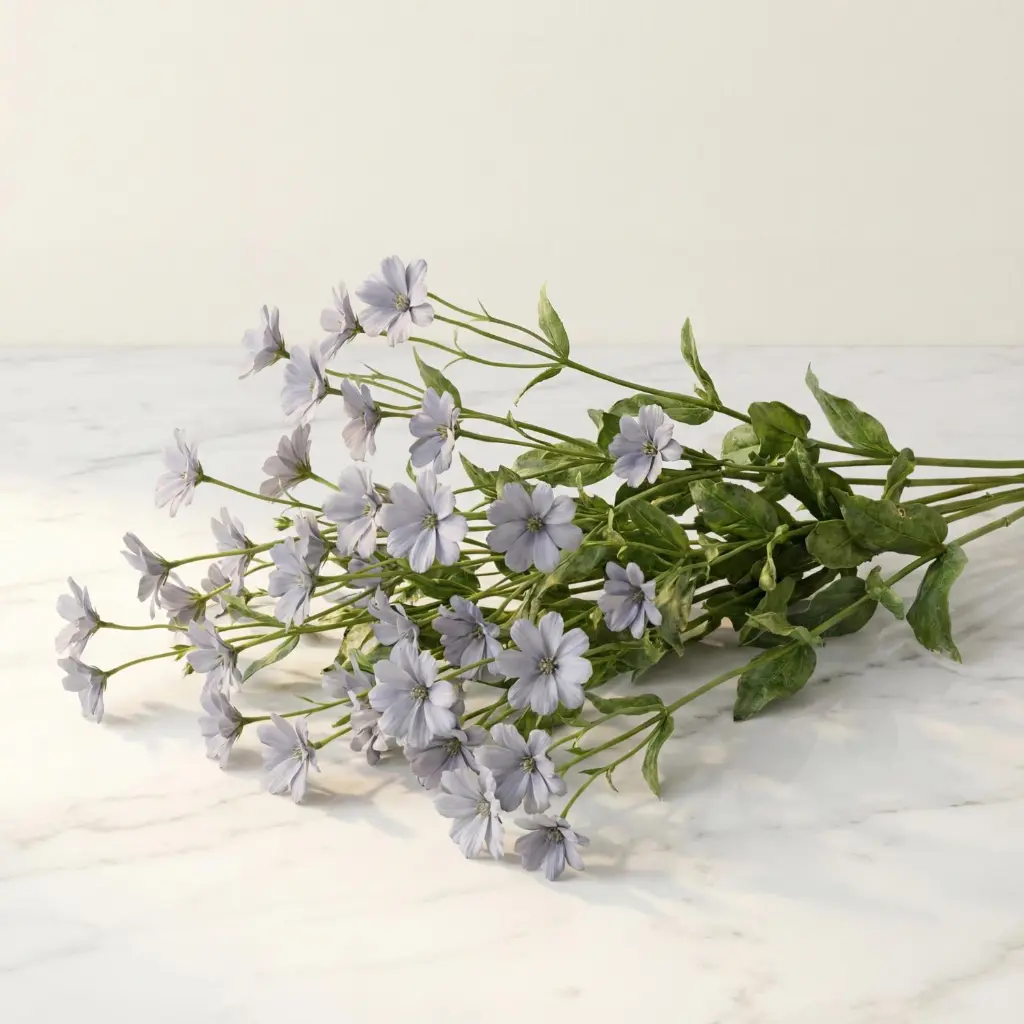 EUCALYPTUS CINEREA1.webp