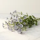 EUCALYPTUS CINEREA1.webp