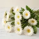 GERBERA White1.webp