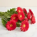 GERBERA red3.webp