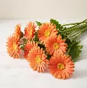 GERBERA Orange1.webp