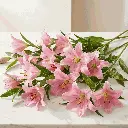 ASIATIC_LILIES_light_pink2.webp