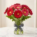 GERBERA Red.webp