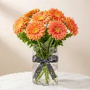 GERBERA Orange.webp
